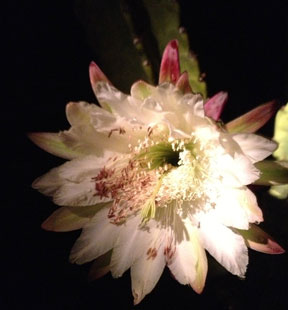 night-blooming cereus from my yard night-blooming cereus from my yard