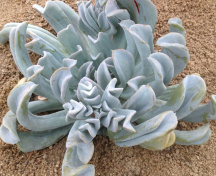 succulant image