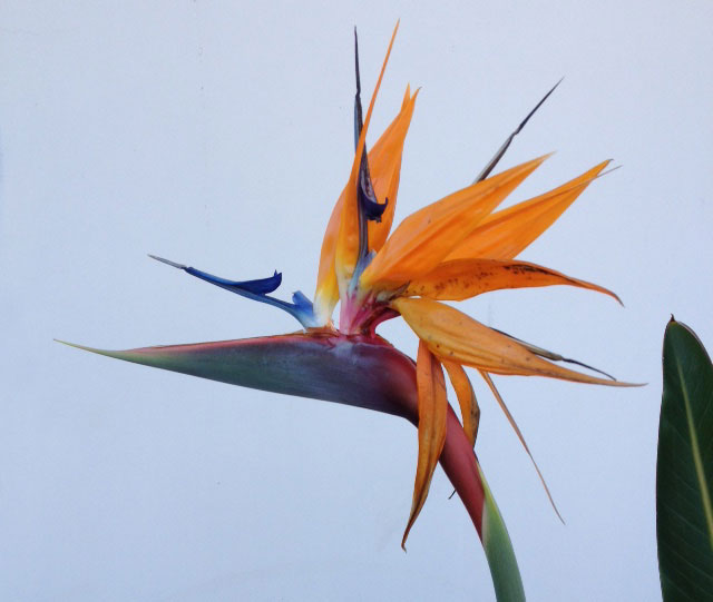 Bird of Paradise