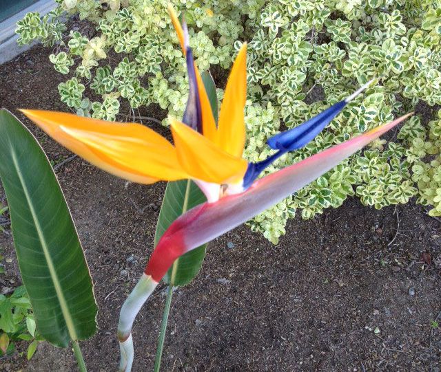 Bird of Paradise