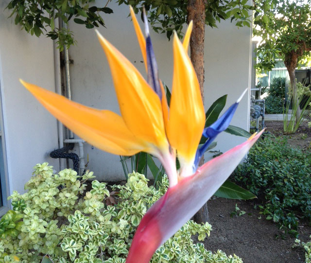 Bird of Paradise