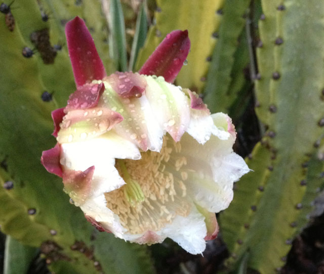 cactus flower