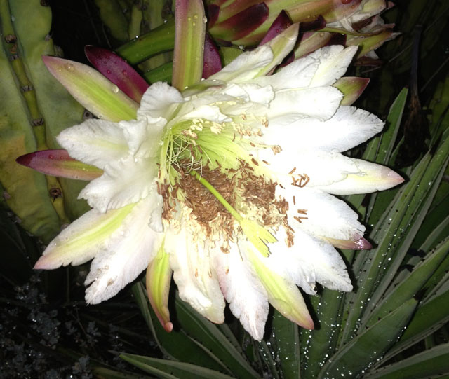 cactus flower 2