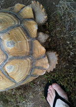 Mrs Fuggles the Tortoise