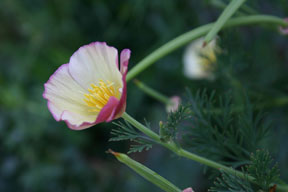 a pretty poppy from my yard