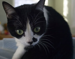 Sophie the cat