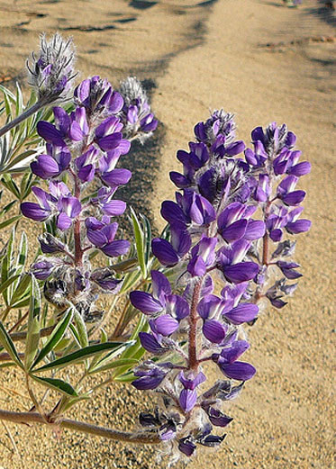 purple flowers