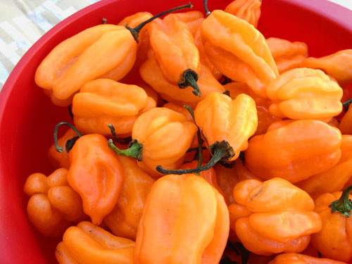 Habanero Peppers