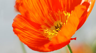 poppy