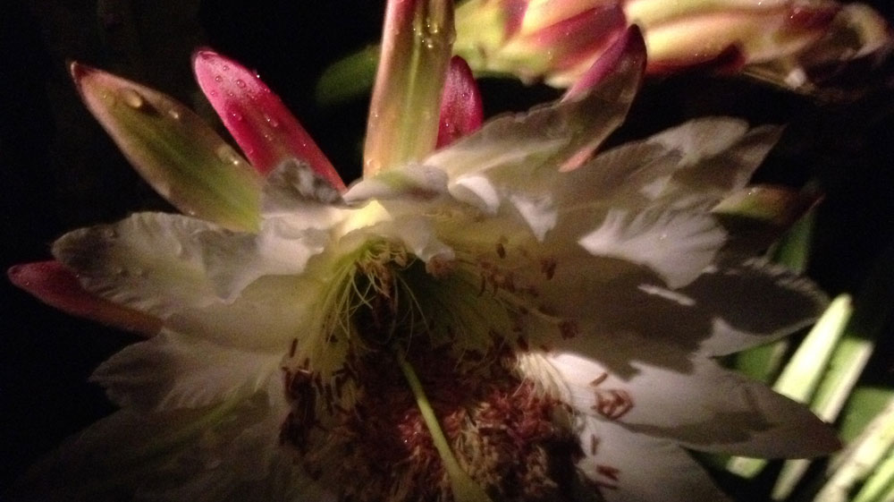 Slideshow Image 5